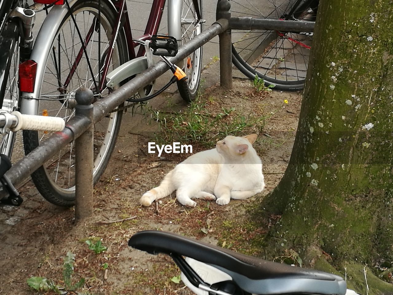 CAT ON BICYCLE PARKED BY GRASS