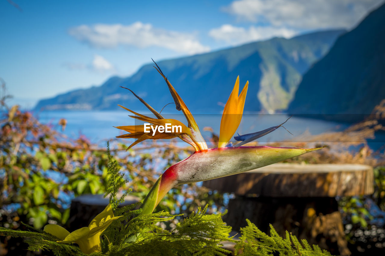 nature, leaf, flower, autumn, plant, beauty in nature, mountain, sunlight, sky, flowering plant, yellow, environment, no people, tree, mountain range, landscape, cloud, freshness, scenics - nature, water, outdoors, land, plant part, travel, travel destinations, day, wildflower, close-up, tranquility, focus on foreground, growth, blue, tropics, wilderness, multi colored