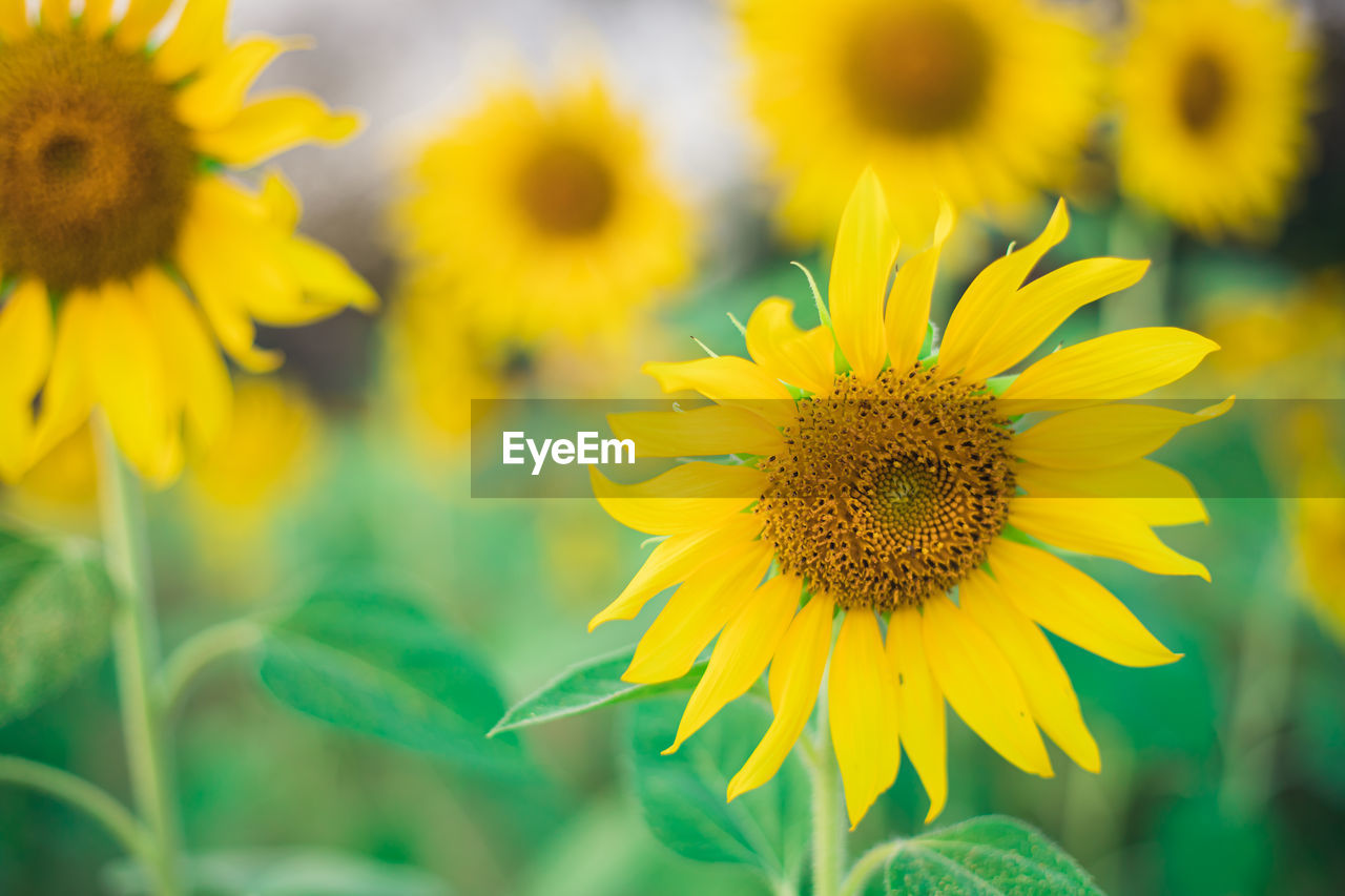 CLOSE-UP OF YELLOW FLOWERING PLANT