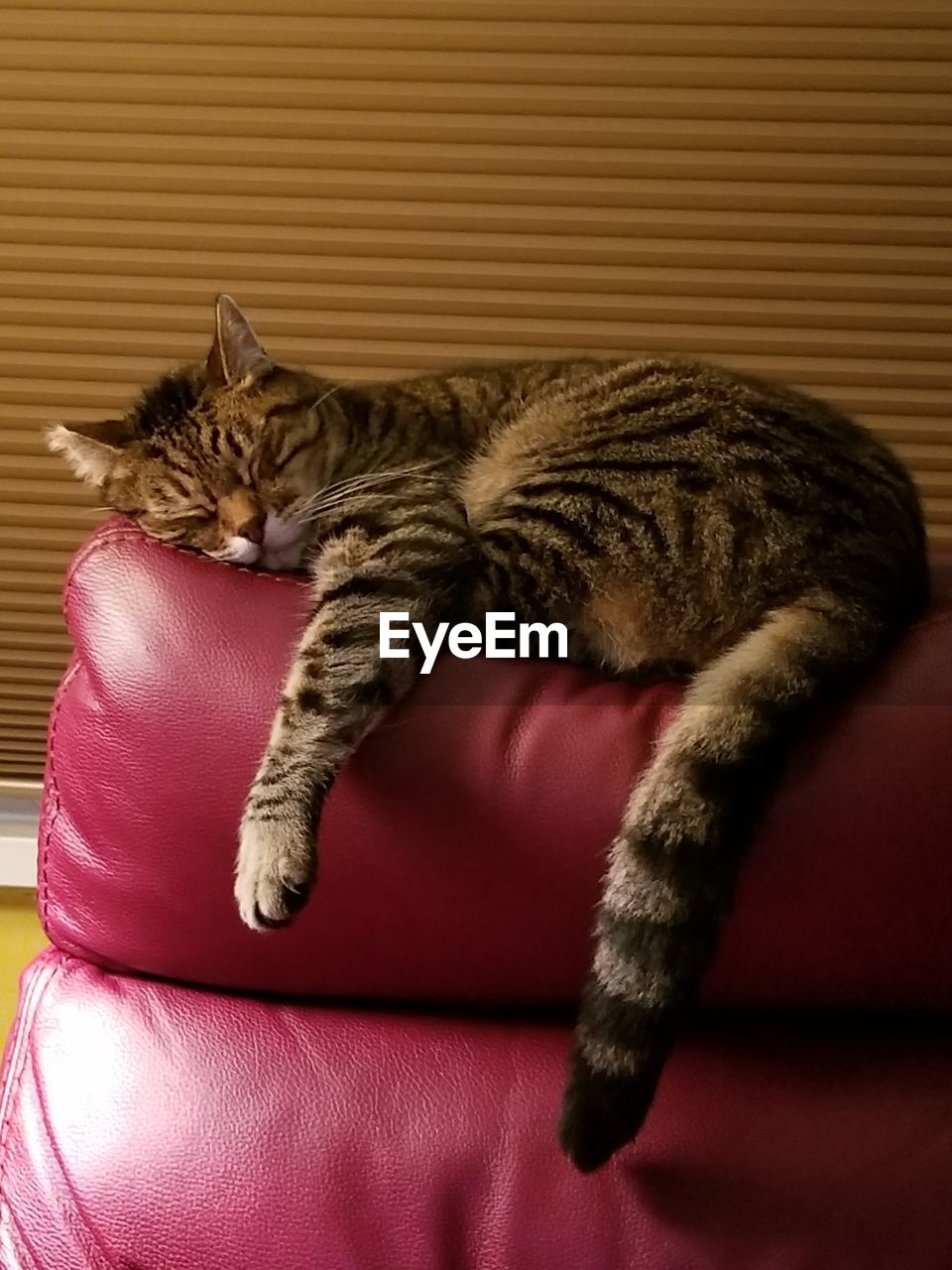 CLOSE-UP OF A SLEEPING CAT