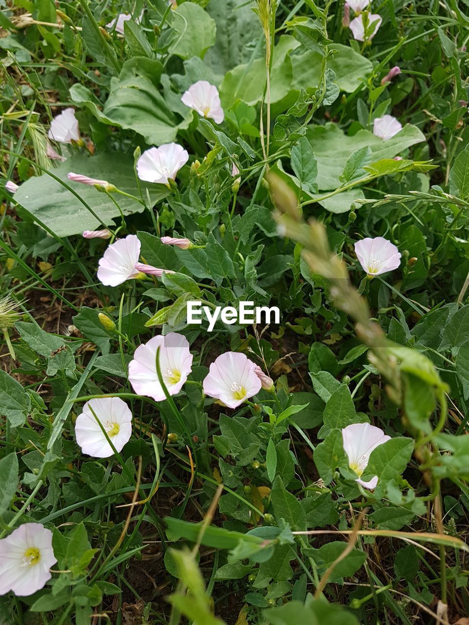 CLOSE-UP OF WHITE FLOWERING PLANT ON LAND