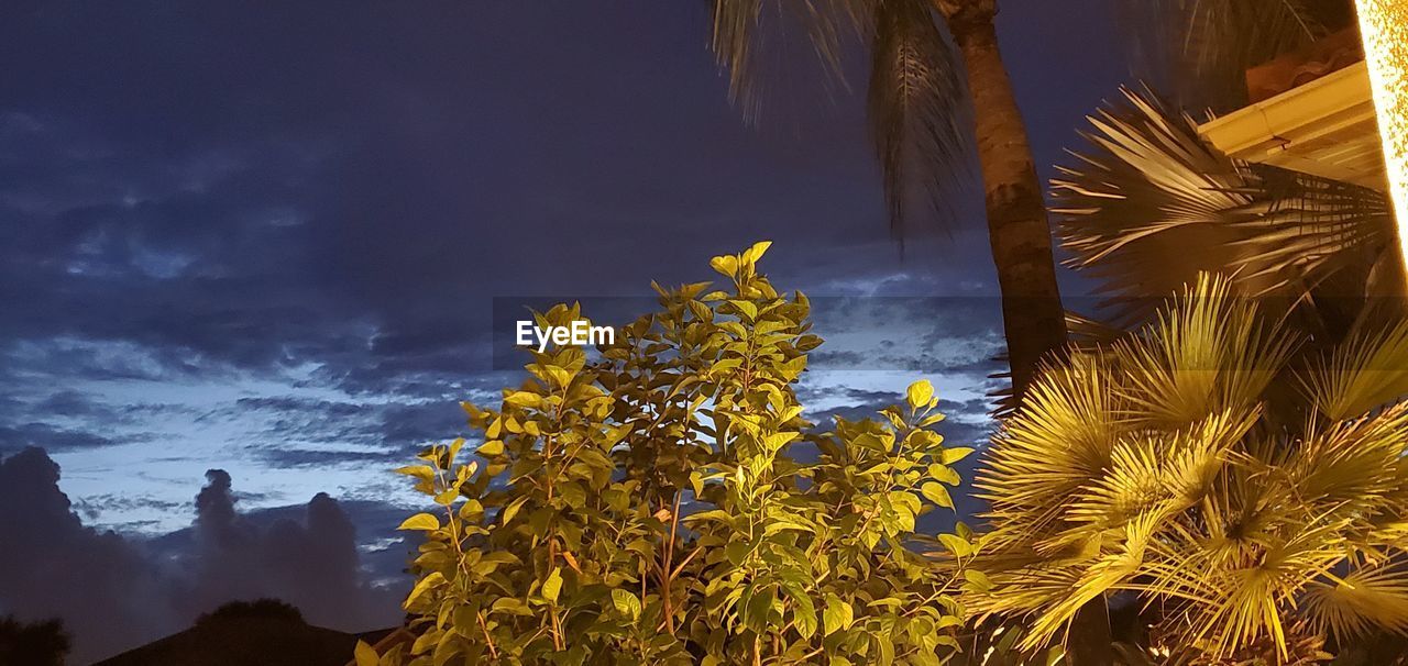 SCENIC VIEW OF YELLOW FLOWERING PLANTS BY TREES AGAINST SKY