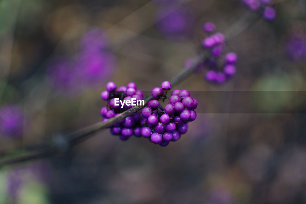 Close-up of purple berries growing on tree