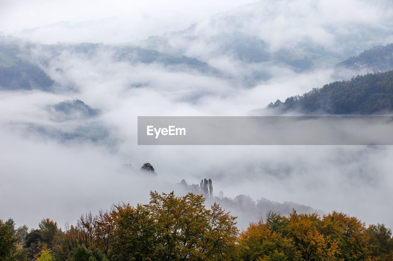 LOW ANGLE VIEW OF TREES AGAINST CLOUDY SKY