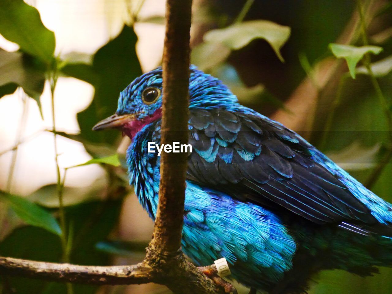 Close-up of bird perching on tree