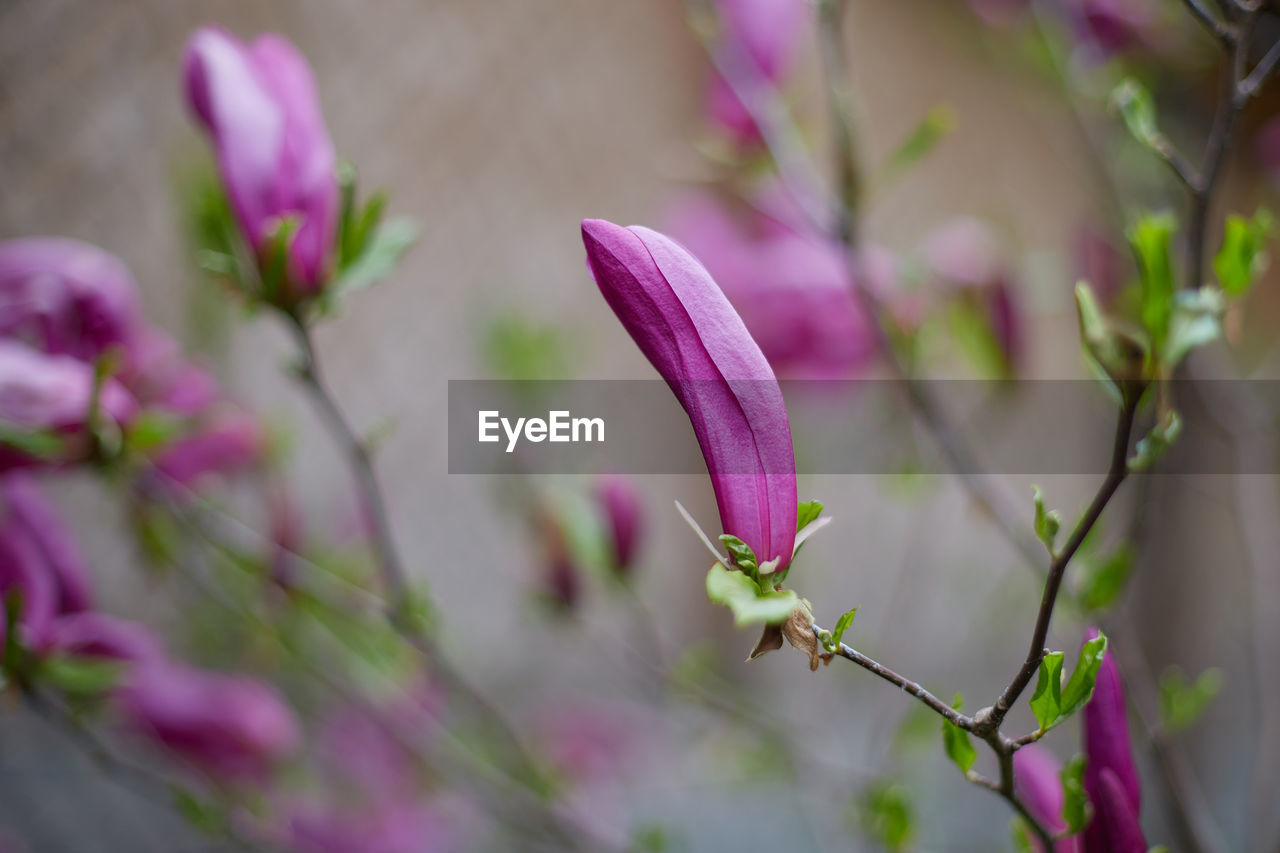 Blooming lily magnolia magnolia liliiflora - close-up of the flowers