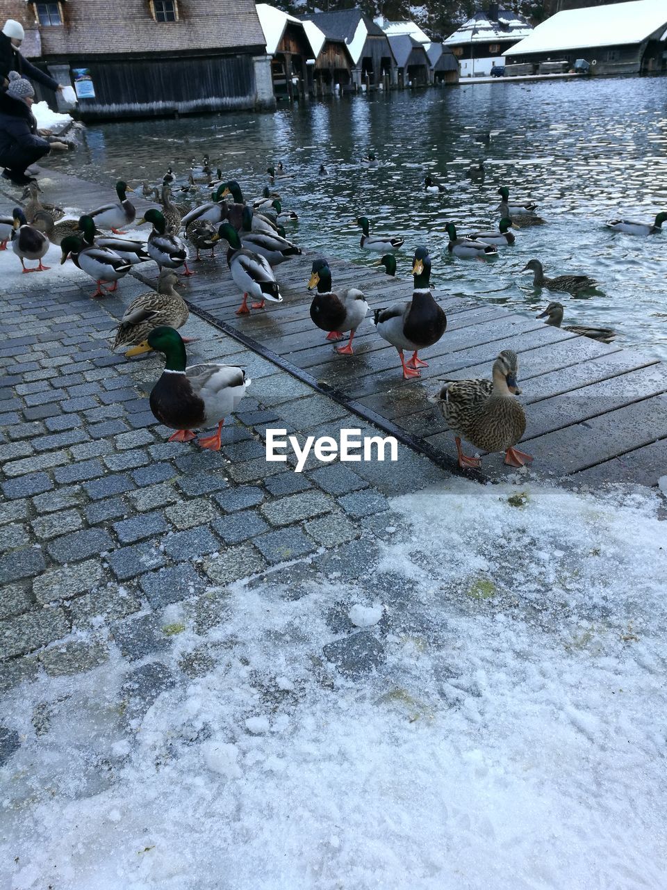 HIGH ANGLE VIEW OF BIRDS ON LAKE