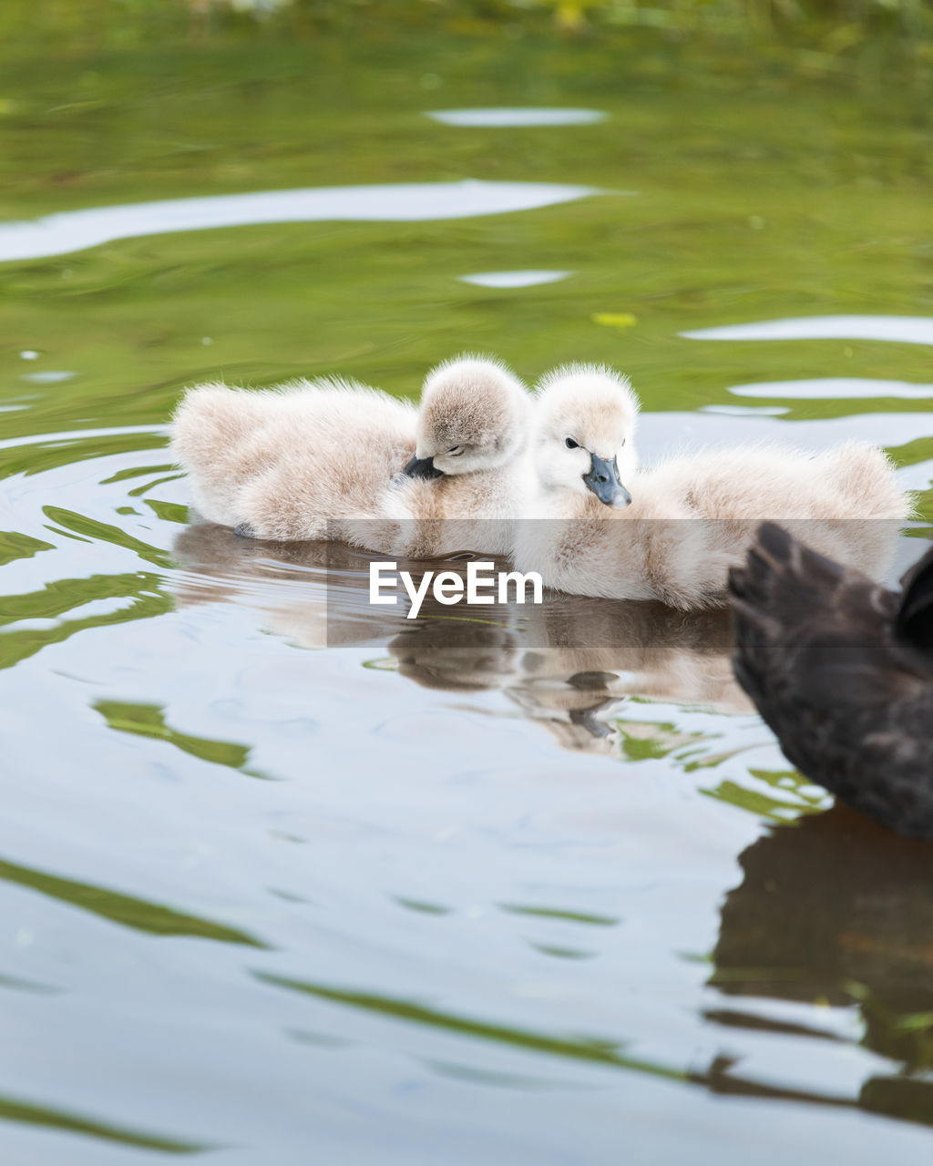 VIEW OF A DUCKS IN LAKE