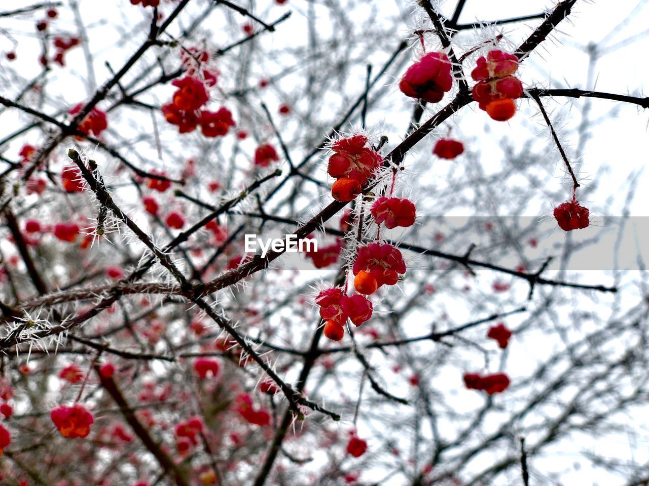 LOW ANGLE VIEW OF FROZEN TREE