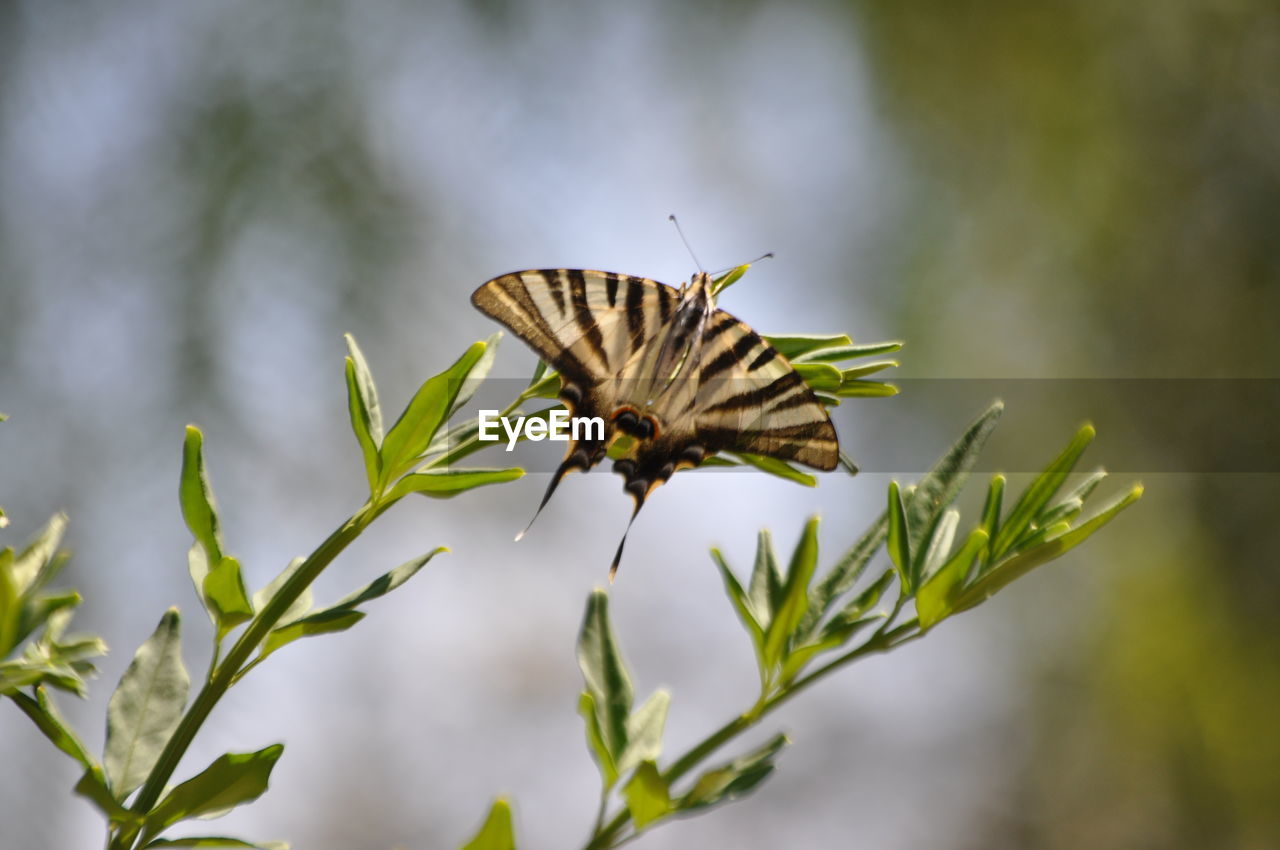 Close-up of insect on leaf