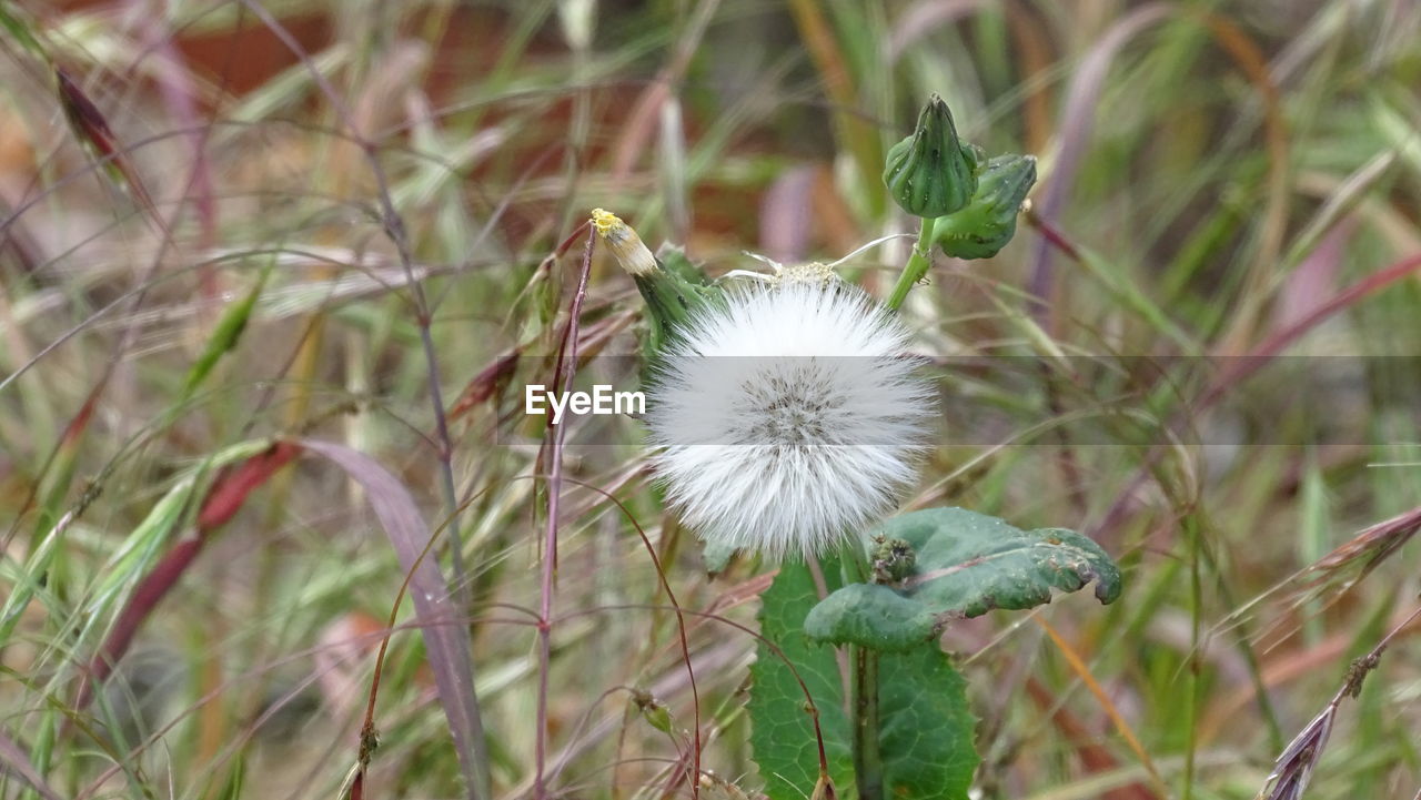 plant, flower, growth, thistle, flowering plant, beauty in nature, nature, freshness, fragility, prairie, close-up, focus on foreground, no people, wildflower, grass, day, land, dandelion, field, inflorescence, plant stem, meadow, flower head, green, outdoors, white, tranquility