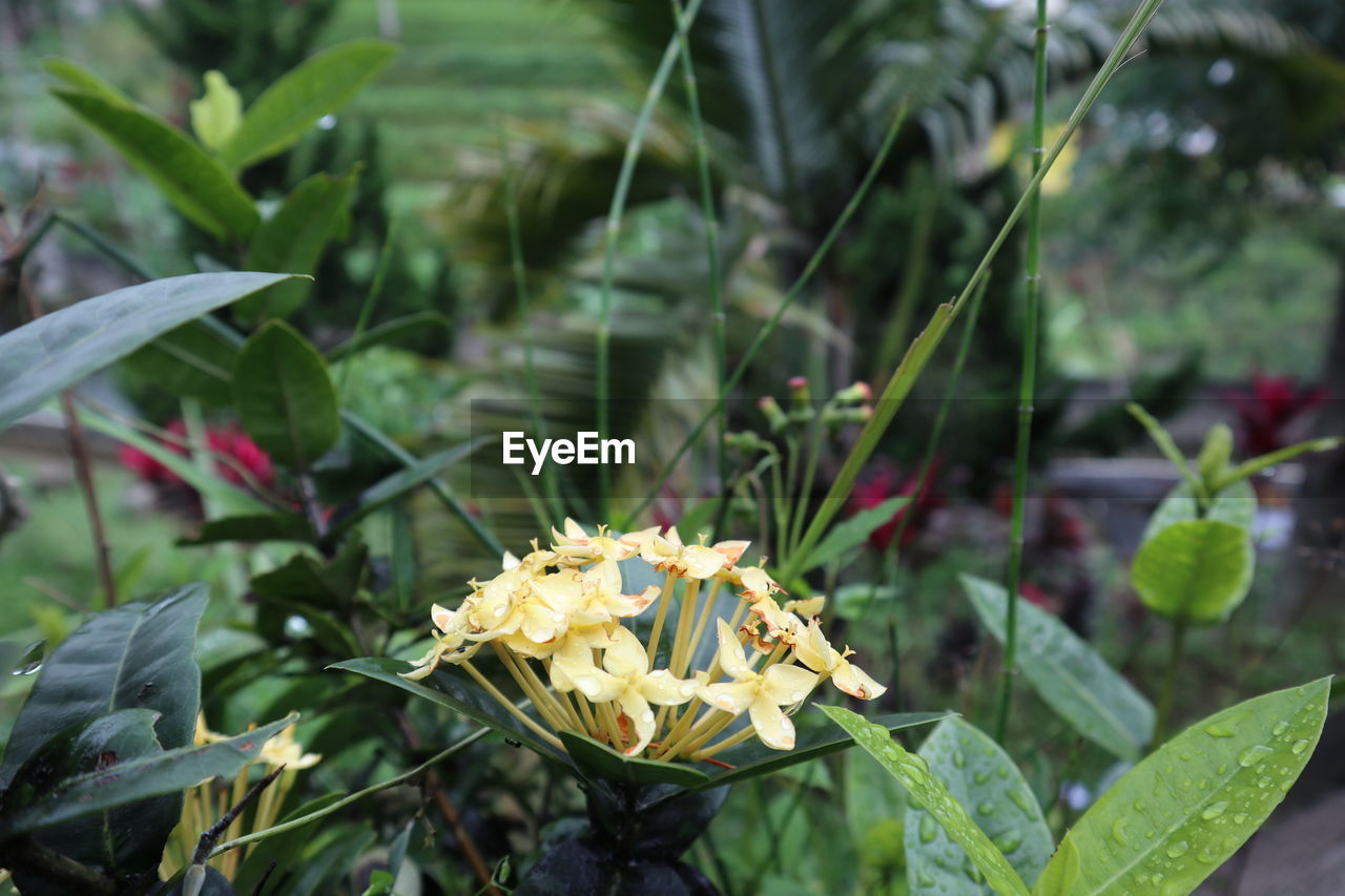 CLOSE-UP OF FLOWERING PLANTS