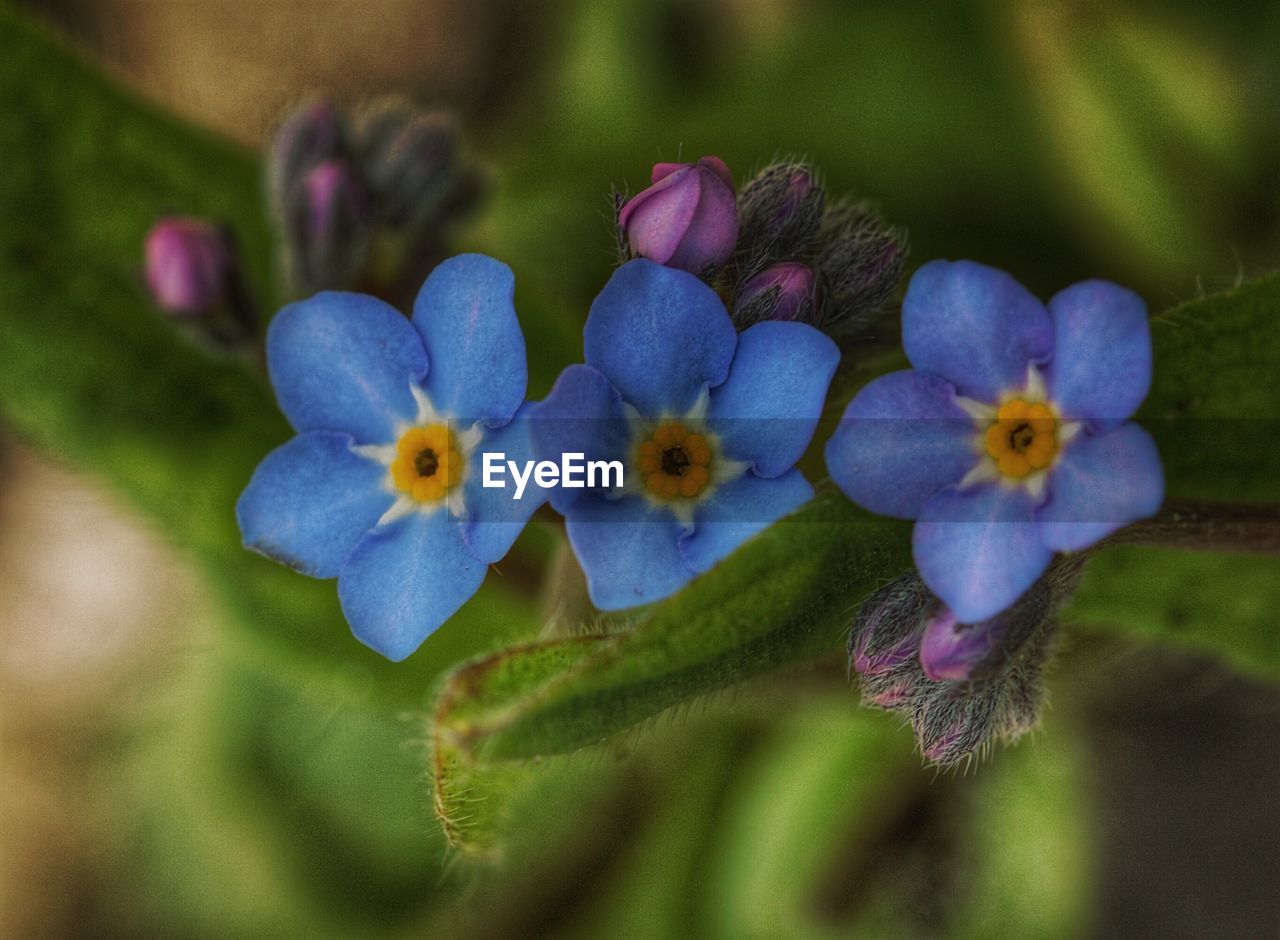 Close-up of forget-me-not flowers blooming in park