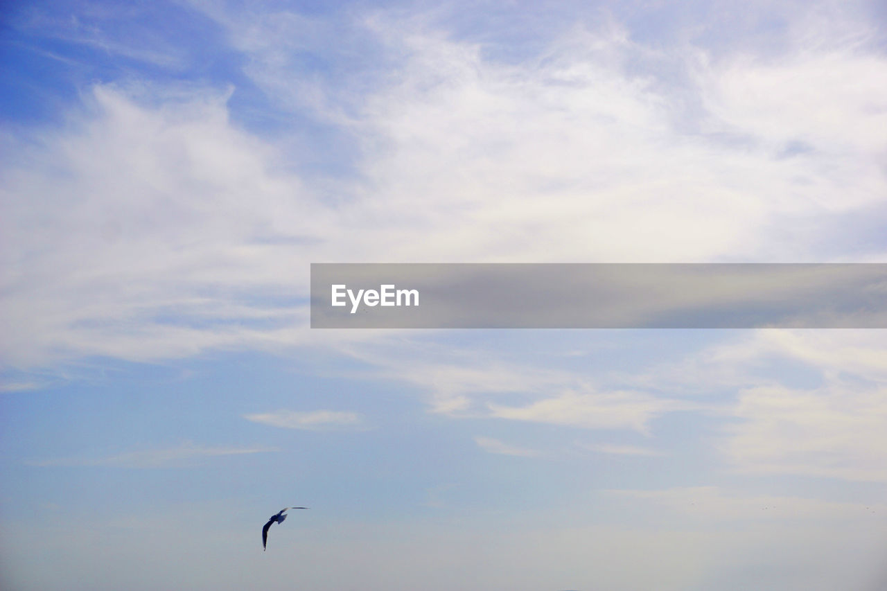 LOW ANGLE VIEW OF SEAGULLS FLYING AGAINST SKY
