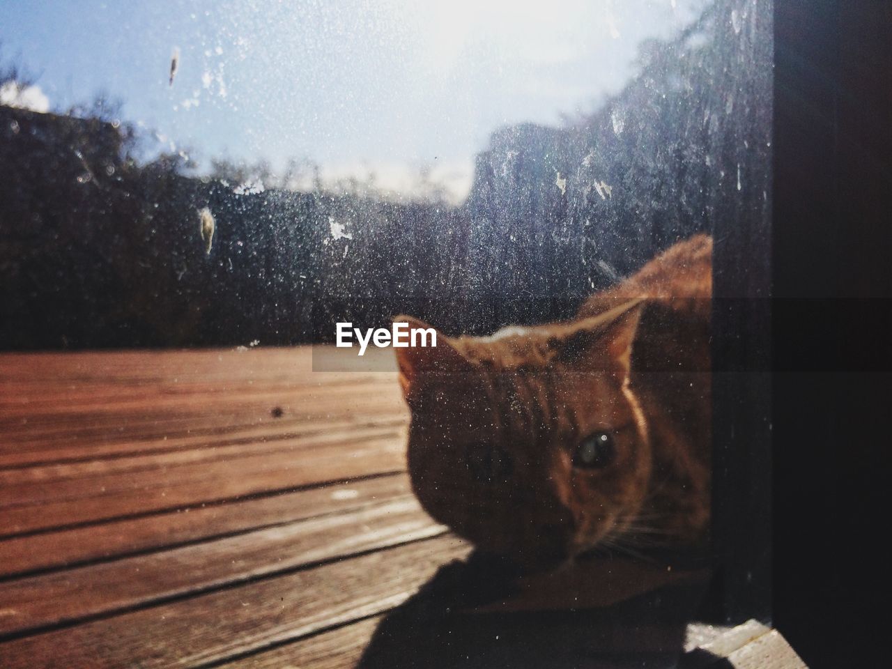 Cat on hardwood floor peeking through glass window