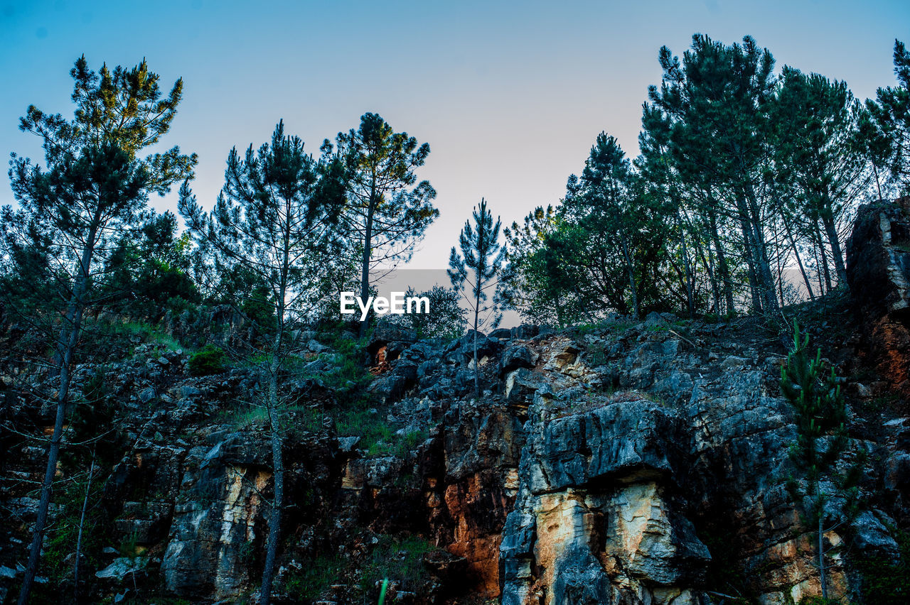 Low angle view of trees against sky in forest