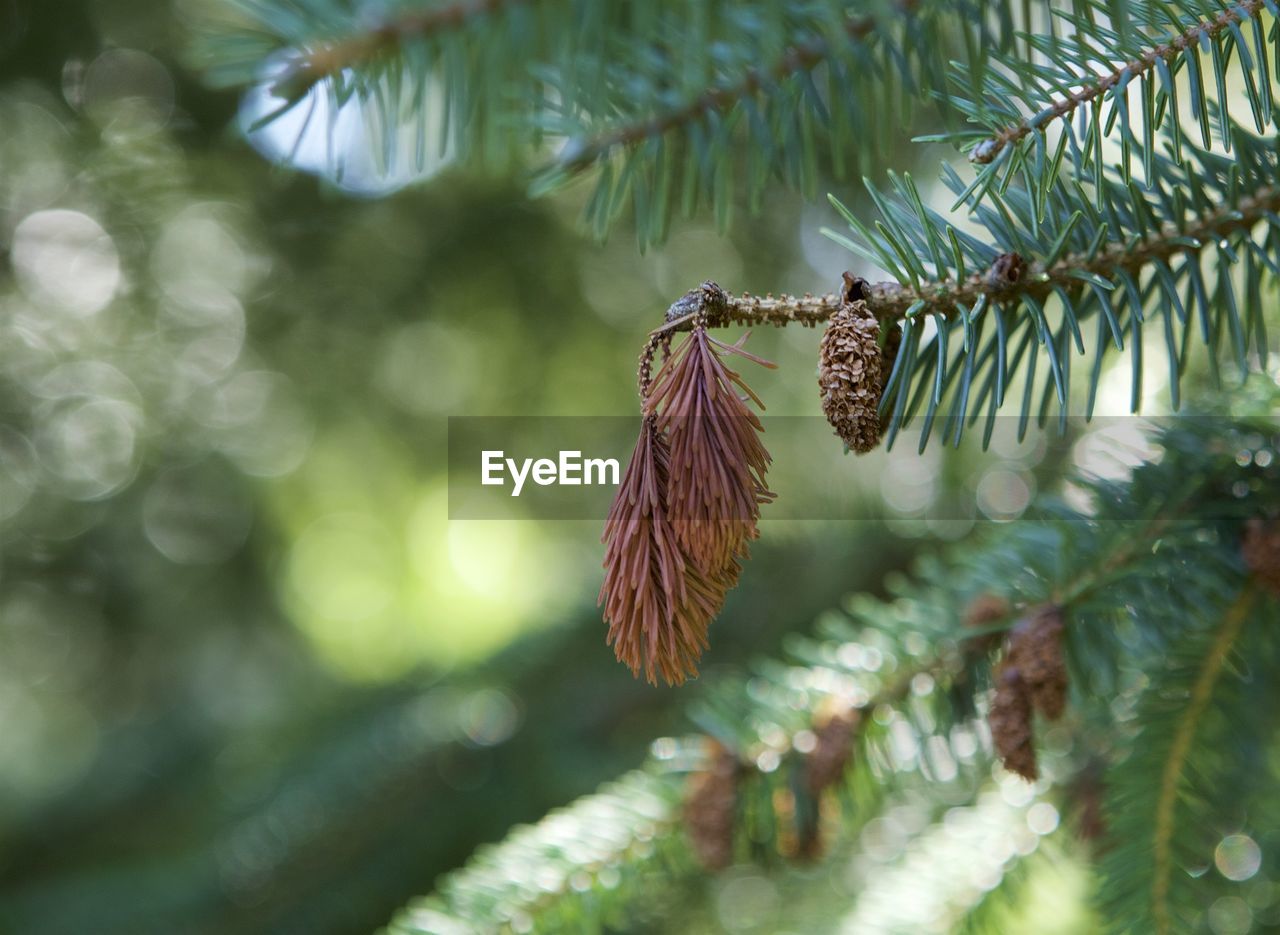 CLOSE-UP OF BUTTERFLY ON TREE