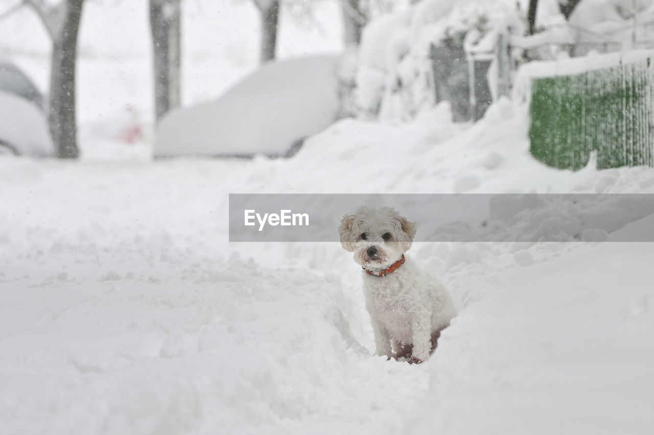 Portrait of a white bichon maltese in winter time