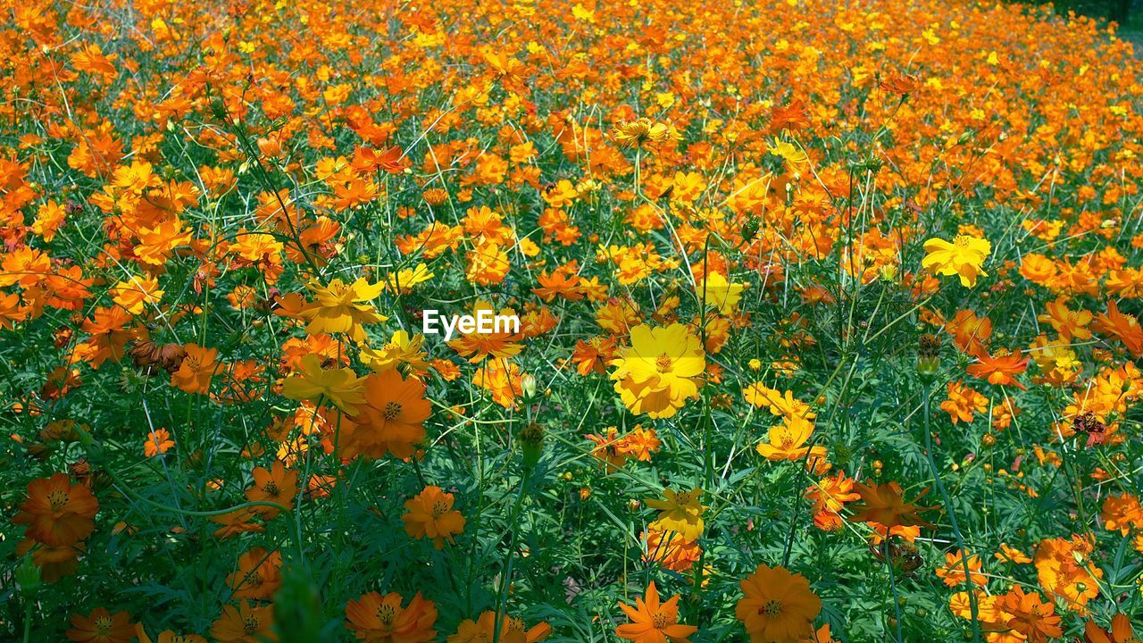High angle view of orange flowers blooming on field