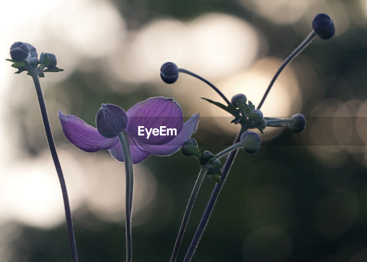 Close-up of purple flowering plant