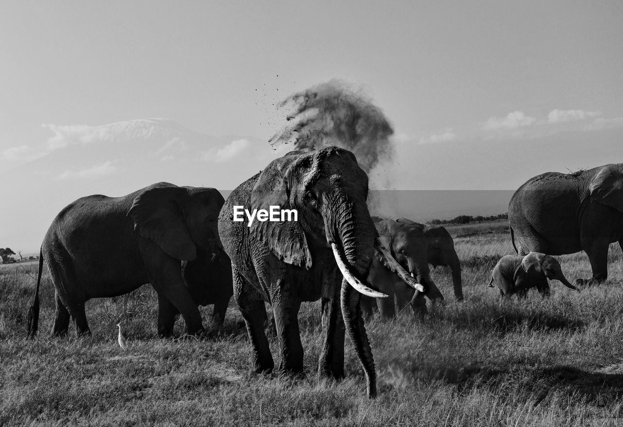 African elephants on field against sky at amboseli national park