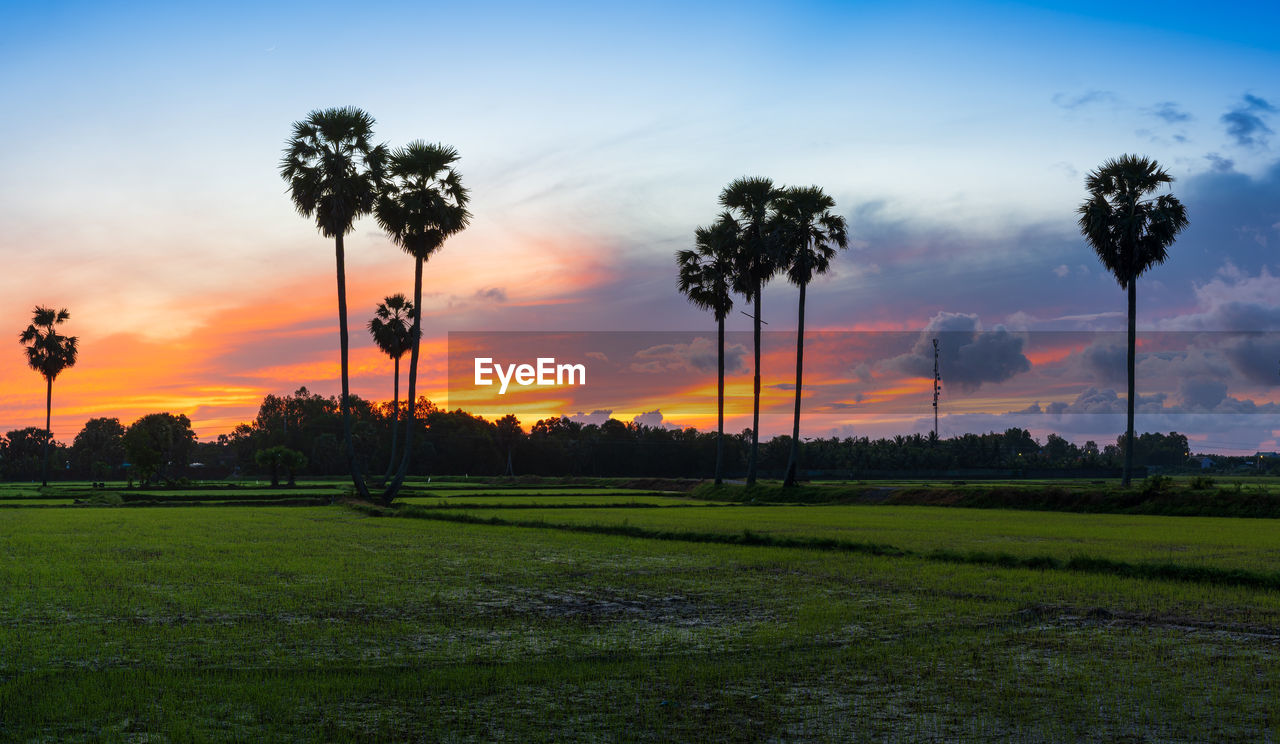 sky, sunset, plant, horizon, tree, cloud, nature, environment, grass, landscape, beauty in nature, field, scenics - nature, dusk, tranquility, land, sunlight, tranquil scene, no people, palm tree, orange color, evening, tropical climate, afterglow, idyllic, outdoors, rural area, travel destinations, twilight, silhouette, sun, sports, dramatic sky, plain, blue, green, rural scene, non-urban scene