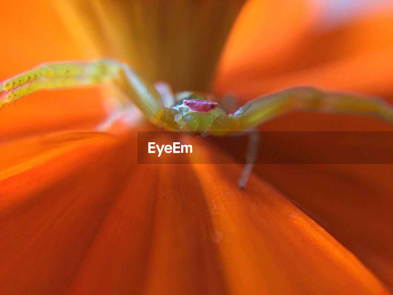 Close-up of spider on orange flower