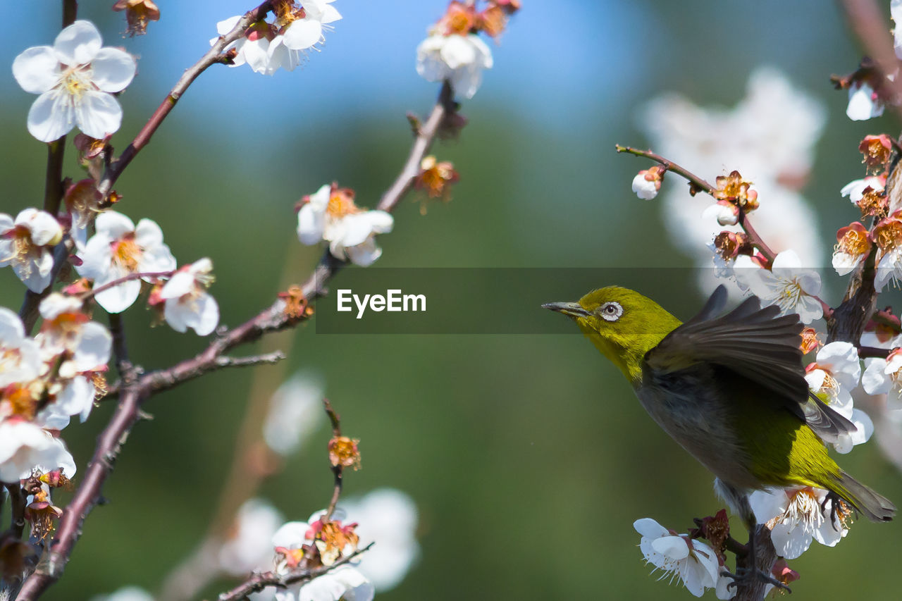 Close-up of bird perching on branch