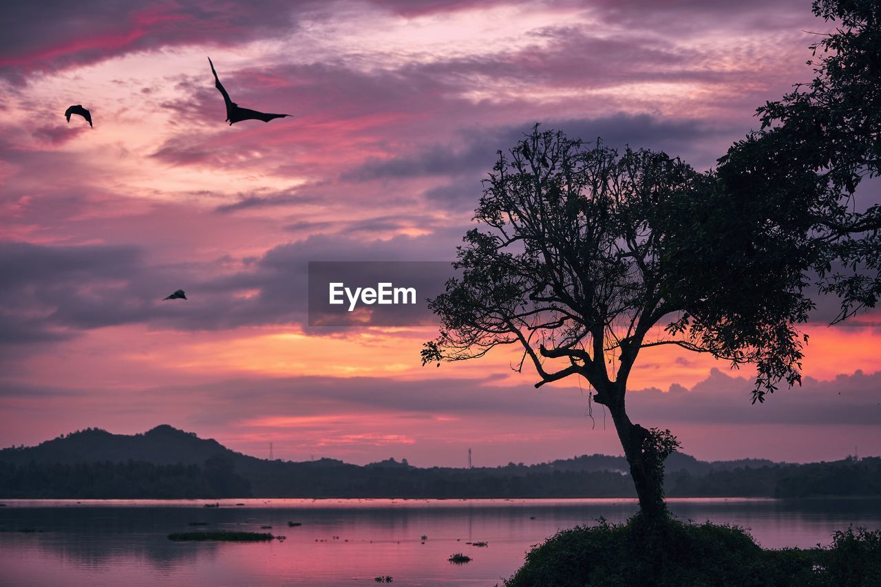 Tree by lake against sky during sunset