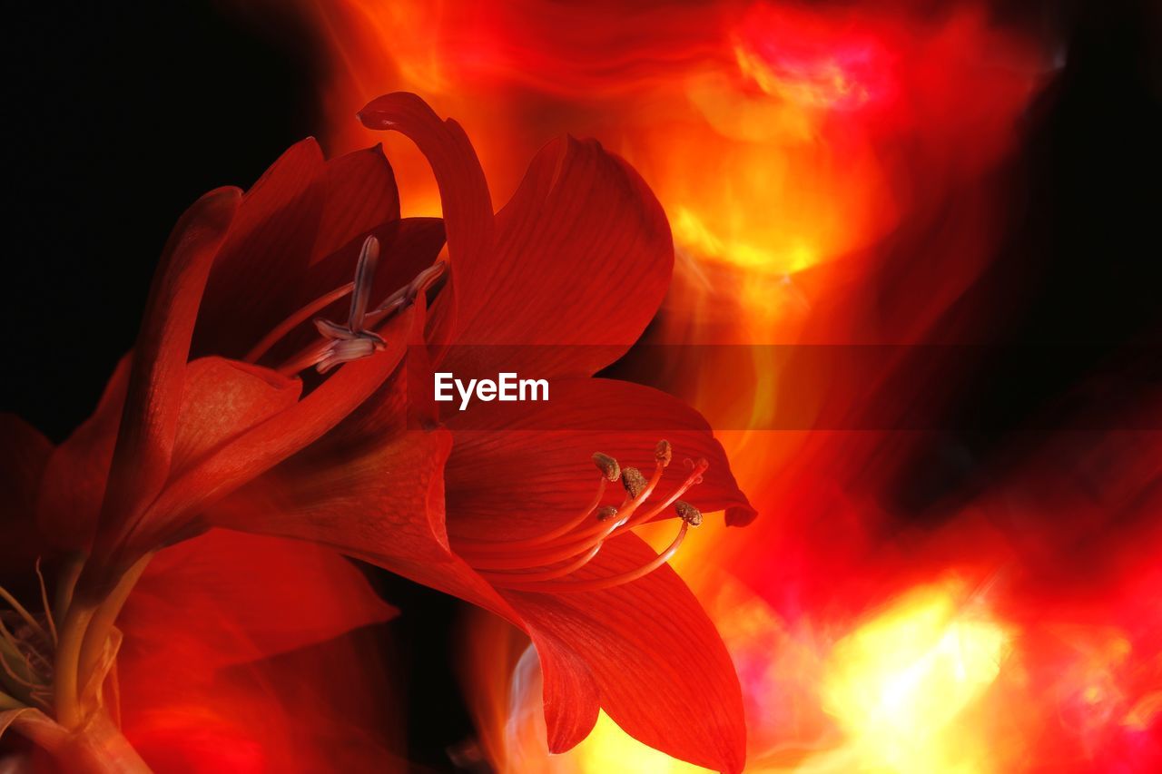 Close-up of red rose flower