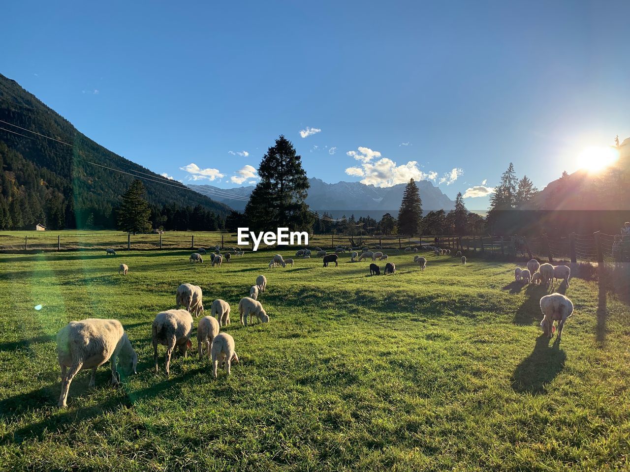 VIEW OF SHEEP GRAZING IN FIELD