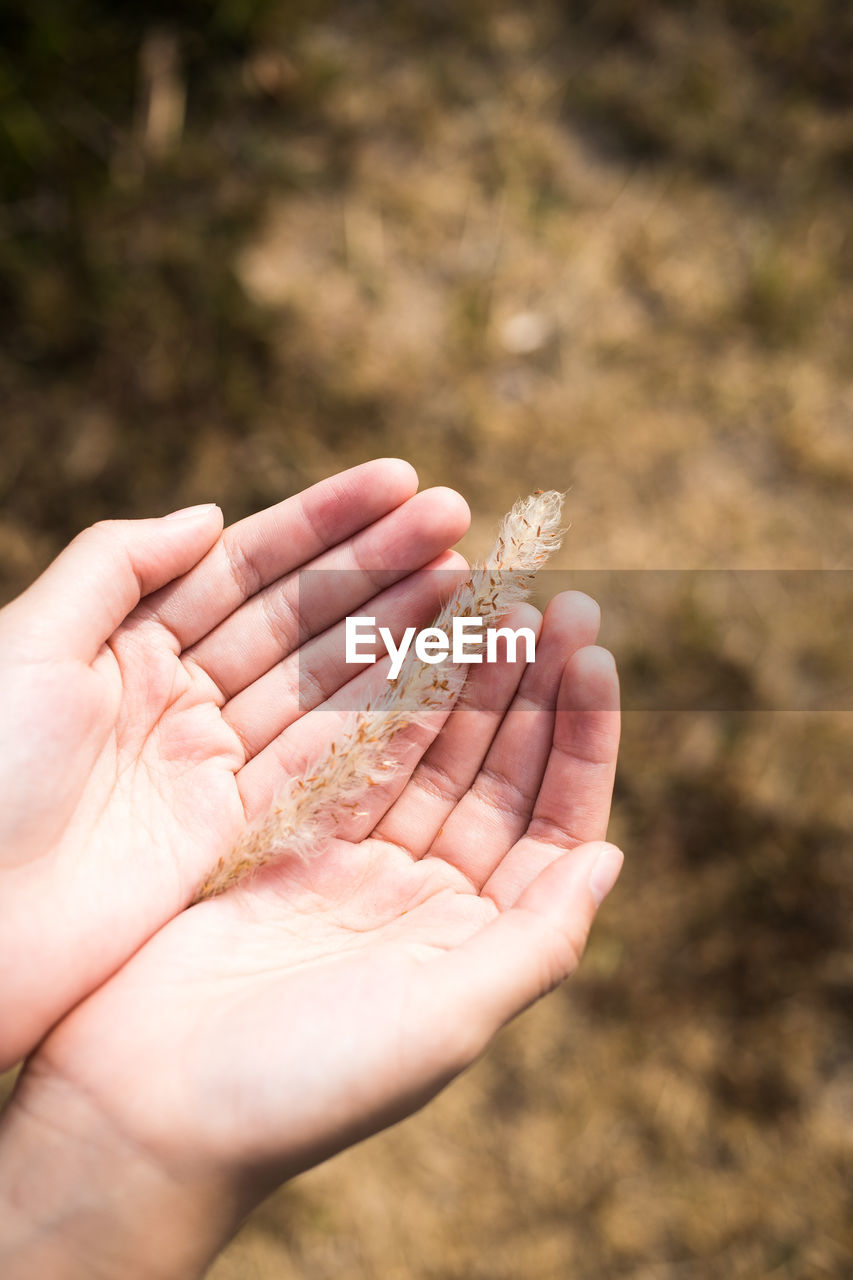 Close-up of hand holding leaf against blurred background