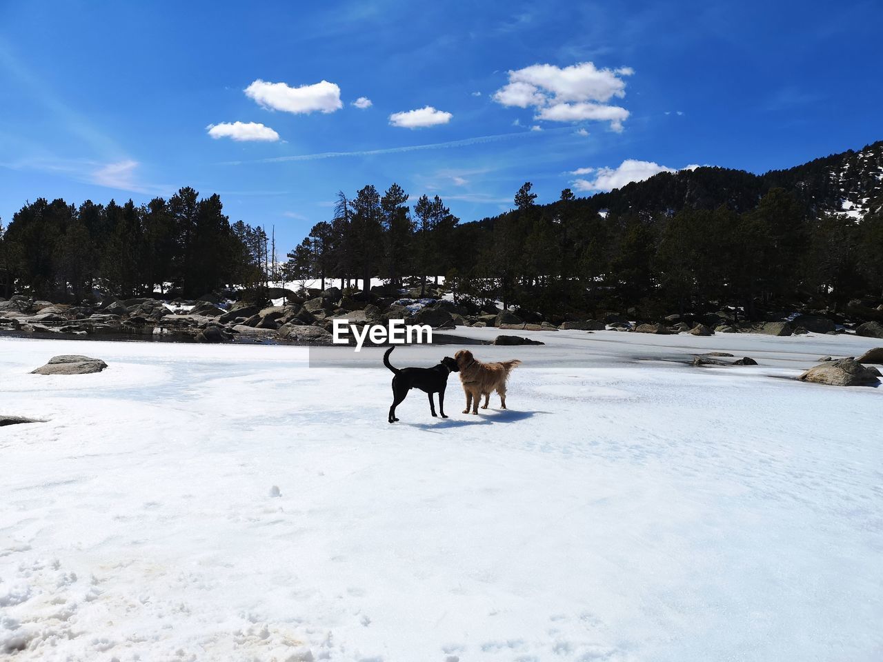 Couple of dogs standing on snow covered field against sky