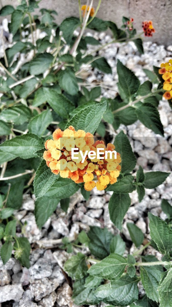 CLOSE-UP OF FRESH ORANGE FLOWERS BLOOMING IN PLANT