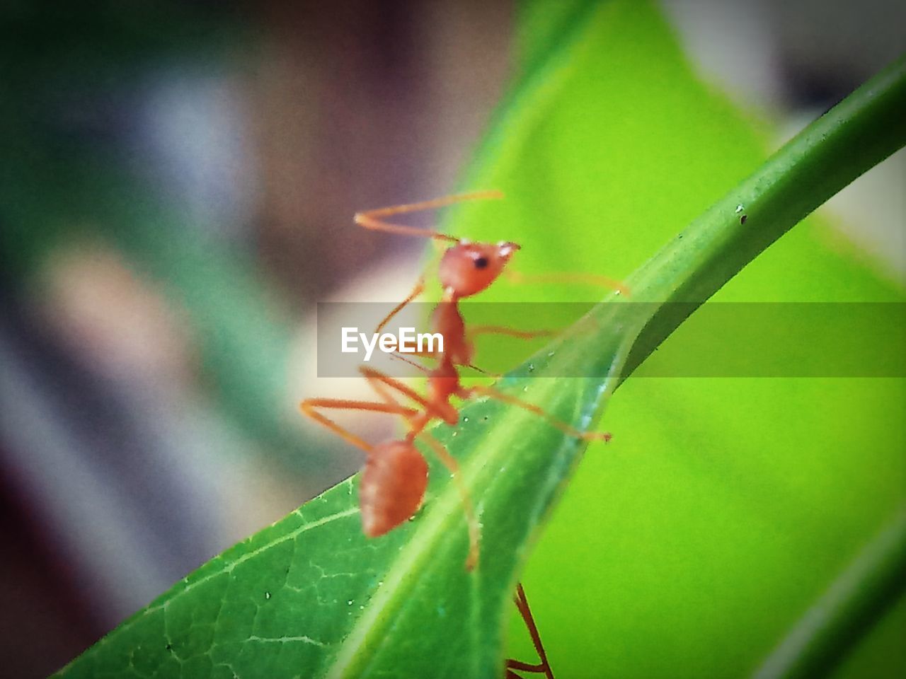 CLOSE-UP OF ANTS ON LEAF