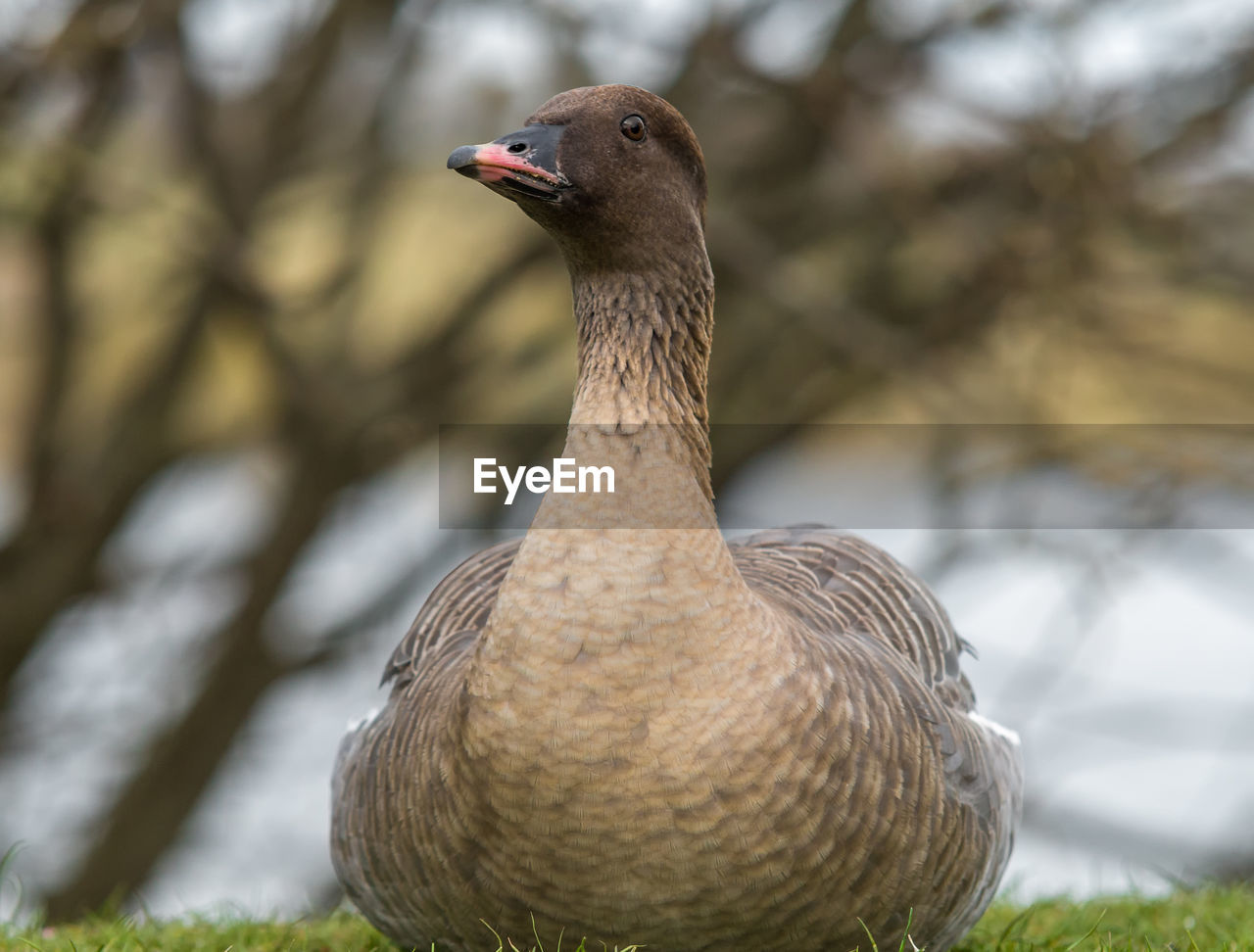 Close-up of goose relaxing on field