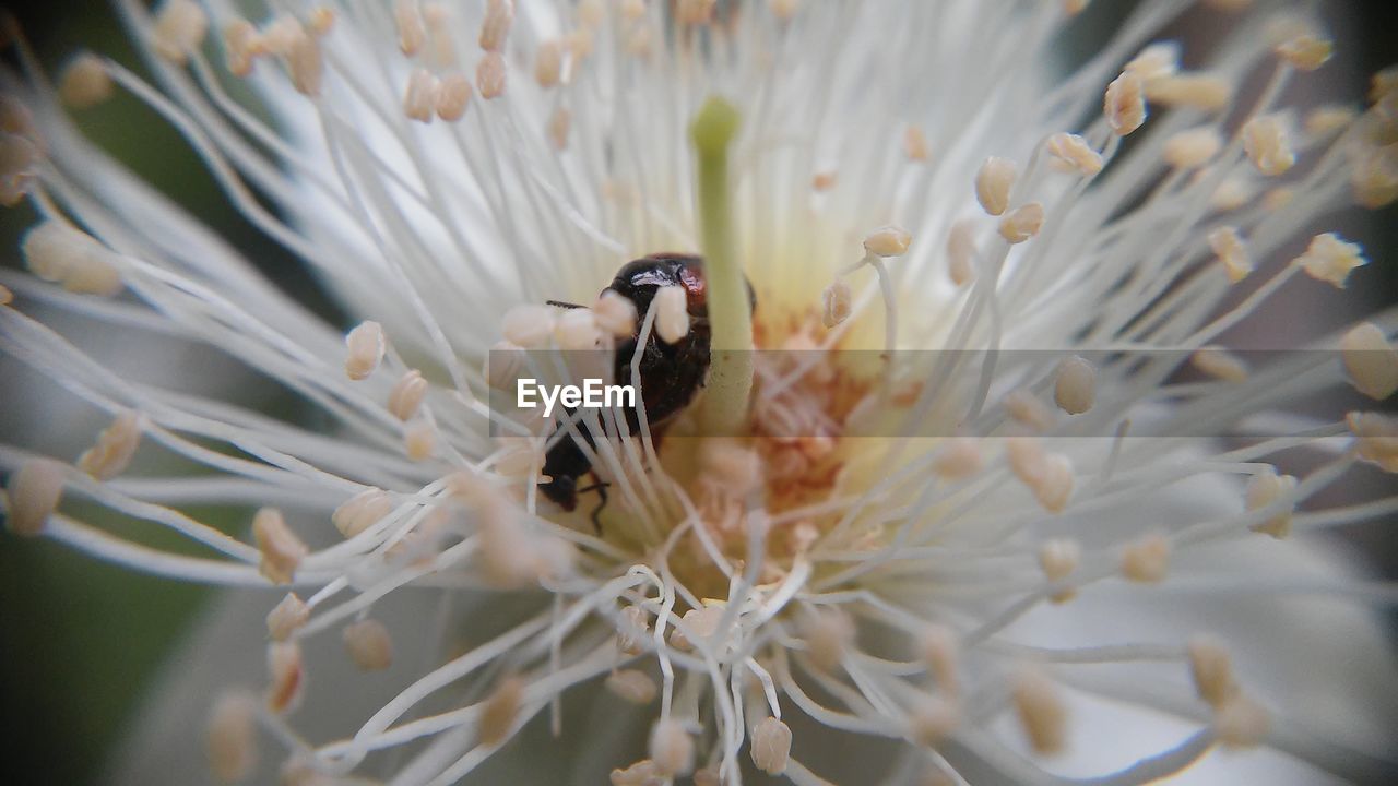 CLOSE-UP OF HONEY BEE ON FLOWER