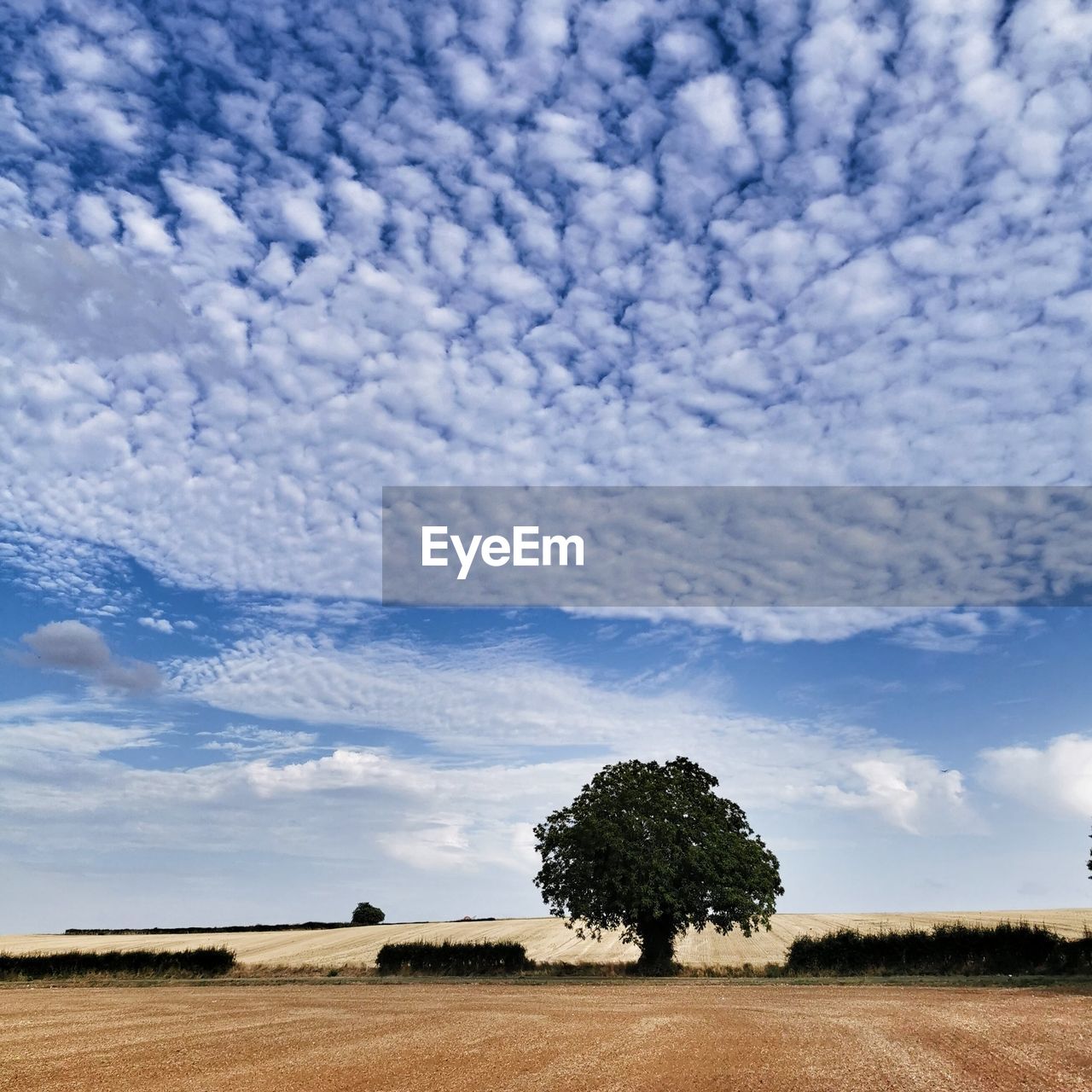 sky, cloud, landscape, horizon, environment, plant, land, tree, nature, field, rural scene, scenics - nature, plain, beauty in nature, agriculture, no people, tranquility, tranquil scene, cloudscape, day, outdoors, blue, growth, farm, non-urban scene, prairie, grass, crop, grassland, idyllic, rural area