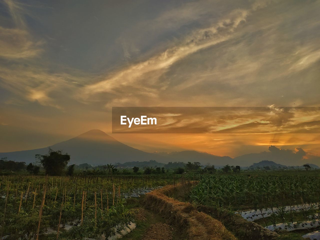 SCENIC VIEW OF VINEYARD DURING SUNSET