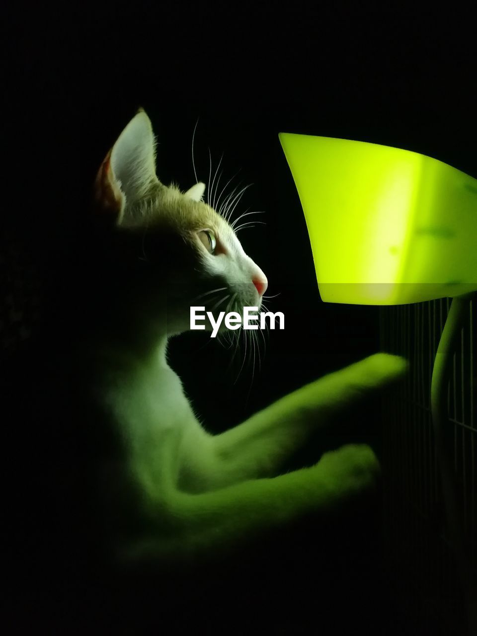 Close-up of cat looking away