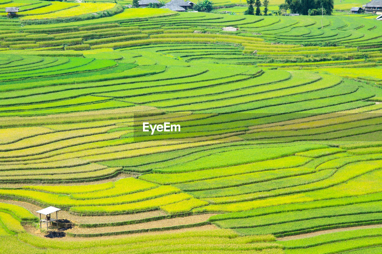 Rice fields on terraced in rainny season at mu cang chai, yen bai, vietnam. 