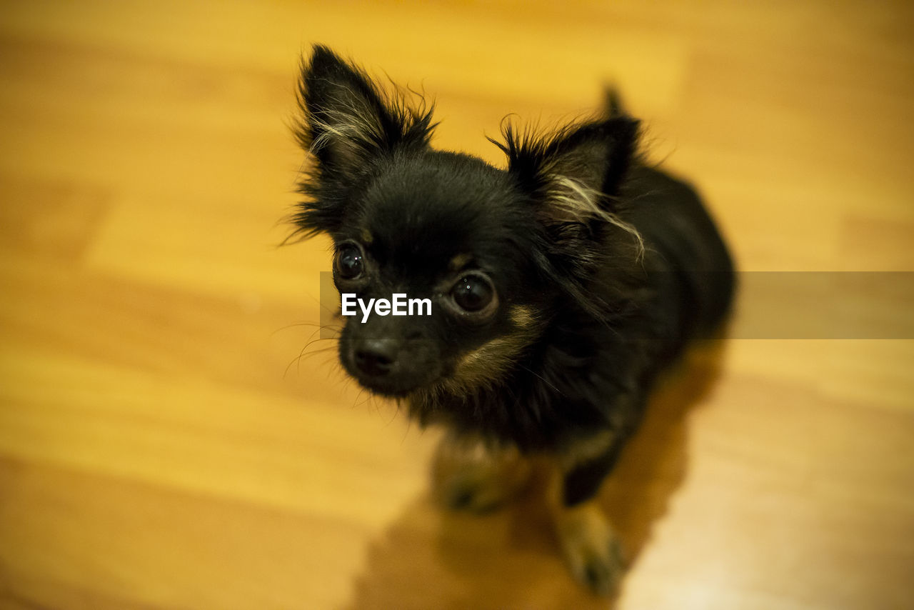 CLOSE-UP PORTRAIT OF DOG LOOKING AWAY