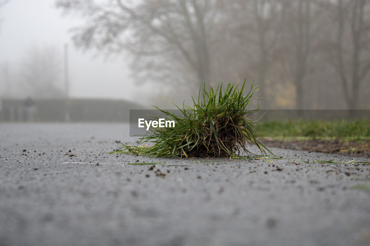 CLOSE-UP OF PLANT BY ROAD