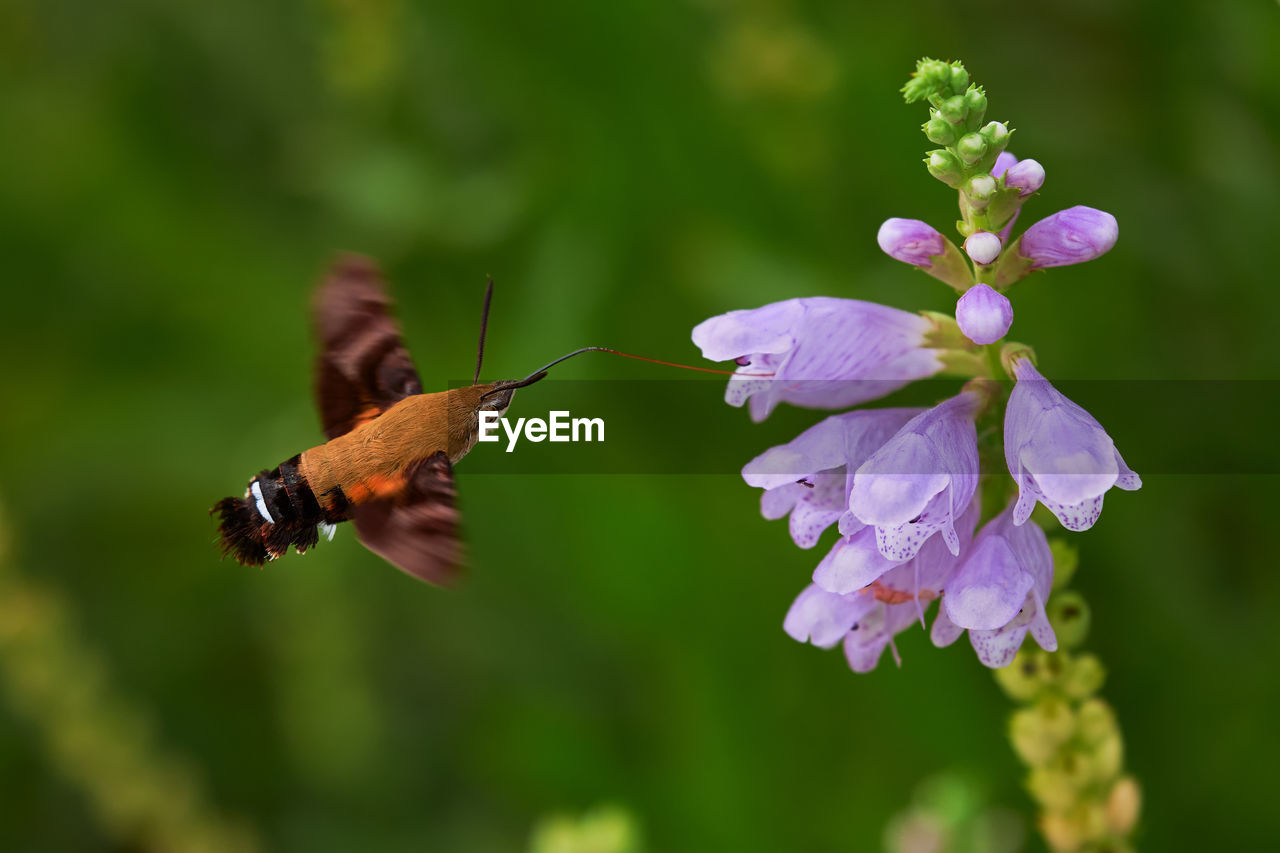 Macroglossum stellatarum eating from a digitalis purpurea while flying
