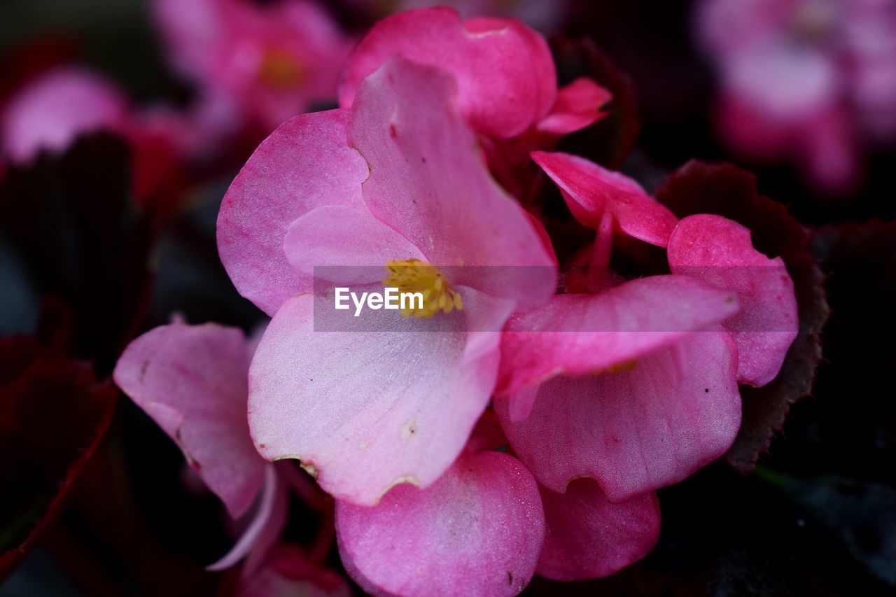 Close-up of pink rose flower