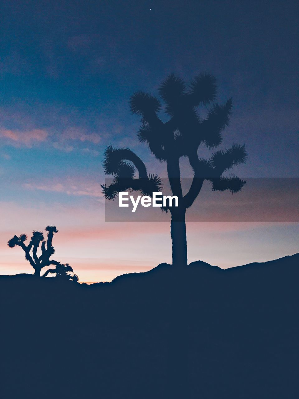 Silhouette tree against sky during sunset