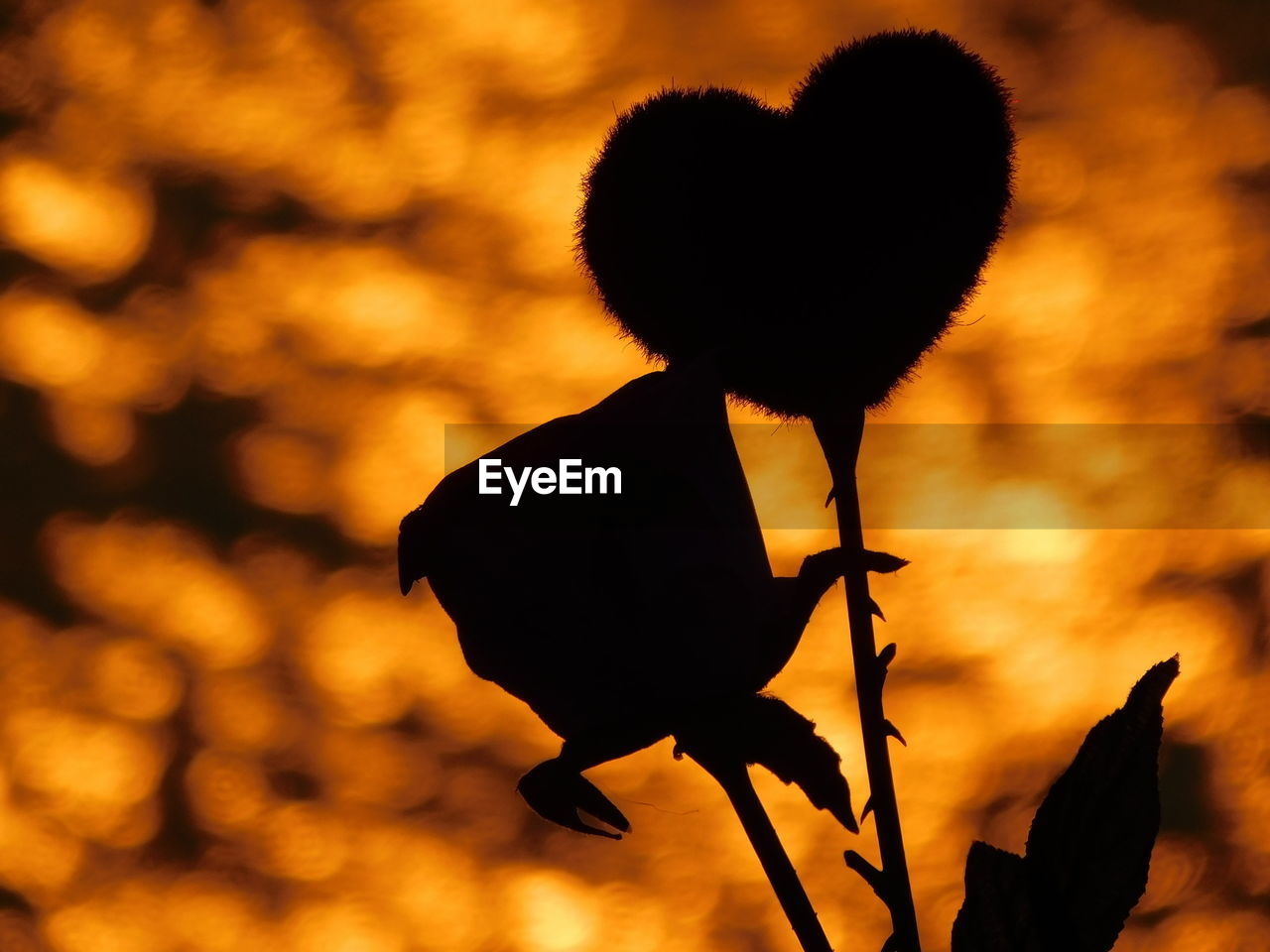 CLOSE-UP OF SILHOUETTE FLOWERS AGAINST SUNSET