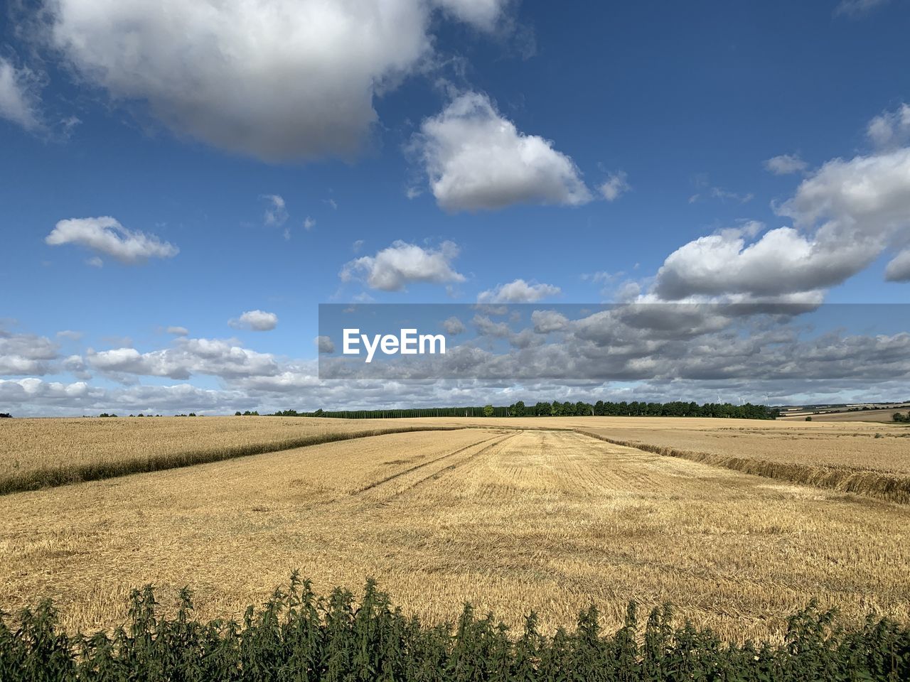 FIELD AGAINST SKY