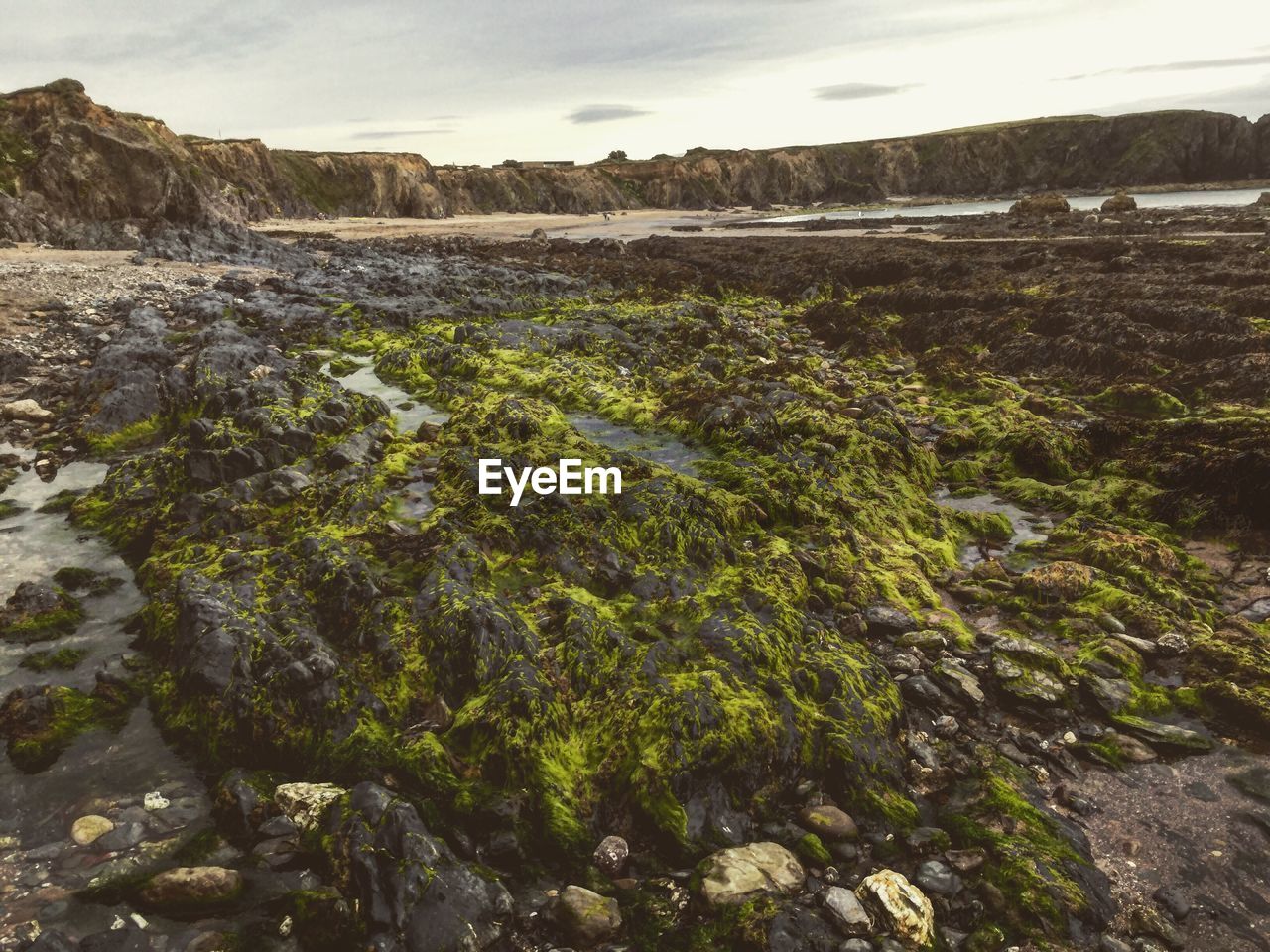 SURFACE LEVEL OF ROCKY SHORE