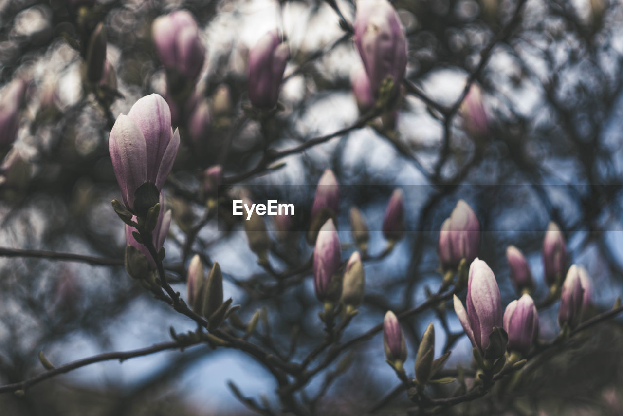 CLOSE-UP OF FRESH PINK FLOWER BUDS IN SPRING